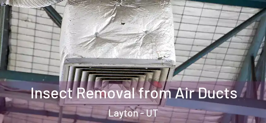 Insect Removal from Air Ducts Layton - UT